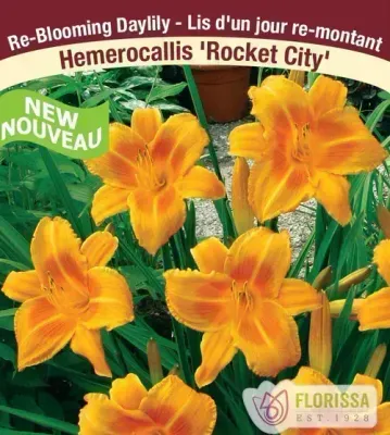 Hemerocallis 'Rocket City'  (Daylily) 1G