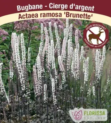 Actaea simplex 'Brunette'  (Bugbane ) 1G