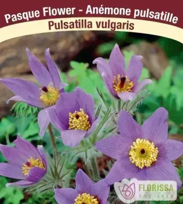 Pulsatilla vulgaris (Violet Pasque Flower)  Jumbo