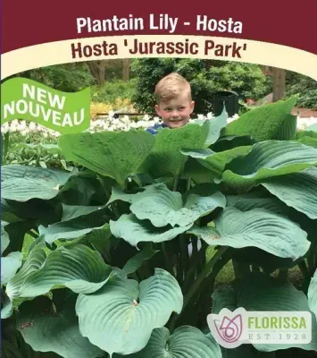 Hosta 'Jurassic Park' 1G