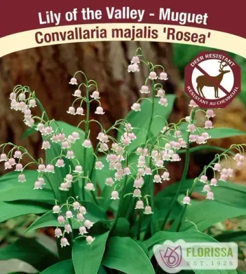 Convalleria majalis 'rosea' (Pink Flowered Lily of the Valley) 4"