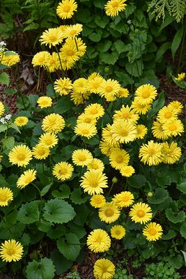 Doronicum 'Little Leo'  (Leopard's Bane ) Jumbo