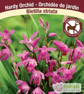 Bletilla striata  (Hardy Ground Orchid) Jumbo