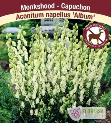 Aconitum napellis 'Album'  (Monkshood ) 1G