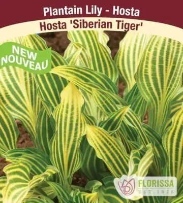 Hosta 'Siberian Tiger' 1G