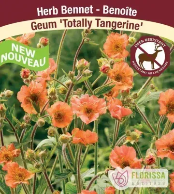 Geum 'Totally Tangerine'  (Geum/Avens ) 1G