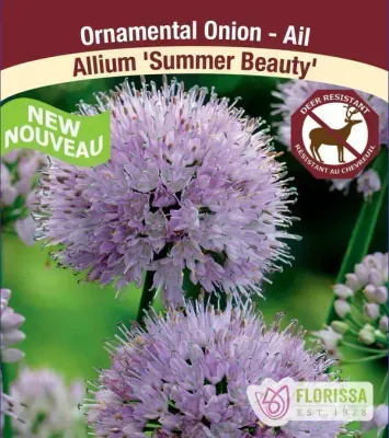 Allium 'Summer Beauty' (Ornamental Onion) Jumbo