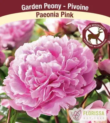 Paeonia 'Pink' (Garden Peony) Now 4Ever 2G