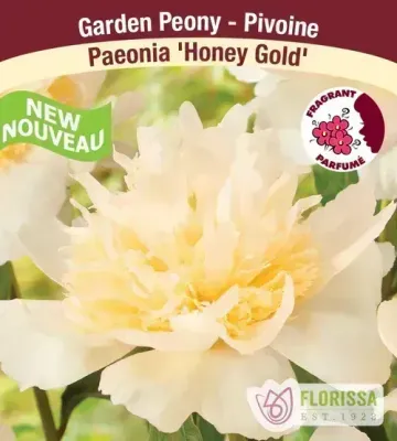Paeonia 'Honey Gold' (Peony) 1G