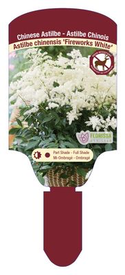 Astilbe chin. 'Fireworks White'  (Astilbe) 1G