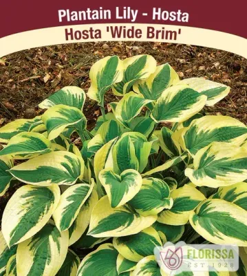 Hosta 'Wide Brim' Now and Forever #2