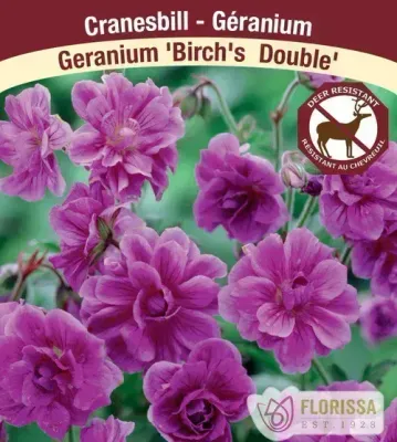 Geranium him. 'Birch's Double' (Hardy Geranium) 1G