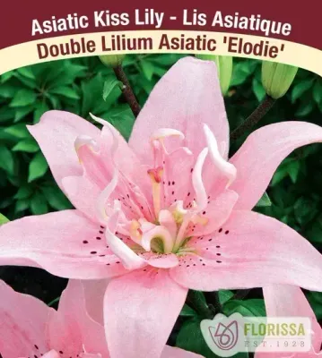 Lilium Double Asiatic 'Elodie'  1G