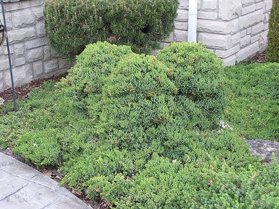 Juniperus procumbens 'Nana' (Dwarf Japanese Garden Juniper) 30cm 3G