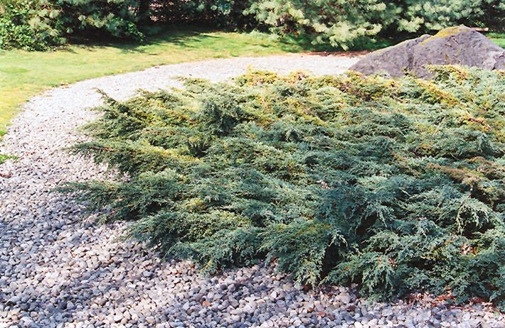 Juniperus squamata 'Holger' 30cm 3G