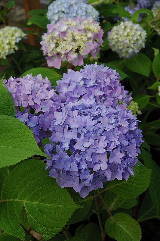 Hydrangea macrophylla 'Endless Summer (The Original)' 2G