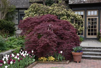Acer palmatum Tamukeyama' (Japanese Maple) 2G