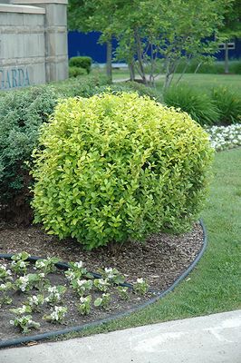 Ligustrum x vicaryi (Golden Privet) 3G