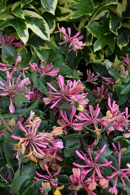 Lonicera x heck. 'Goldflame' (Honeysuckle) (staked) #1 Blue