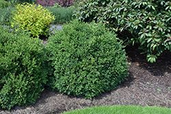 Buxus x 'Green Velvet' (Boxwood) 3G
