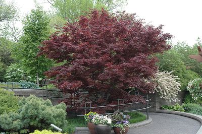 Acer palmatum 'Bloodgood' (single stem) (Japanese Maple) 150cm 7G
