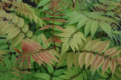 Sorbaria sorbifolia 'Sem' (False Spirea) 3G