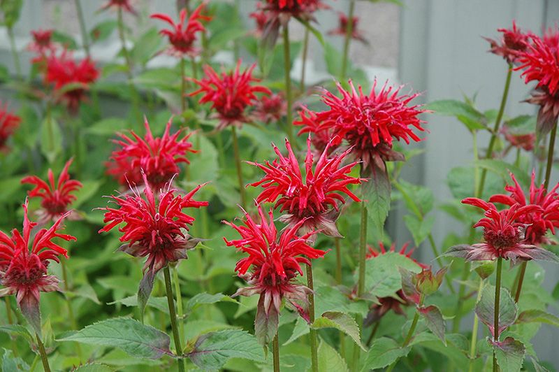 Monarda 'Jacob Cline' (Bee Balm) Jumbo