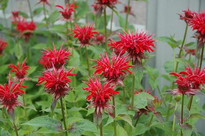 Monarda 'Jacob Cline' (Bee Balm) Jumbo