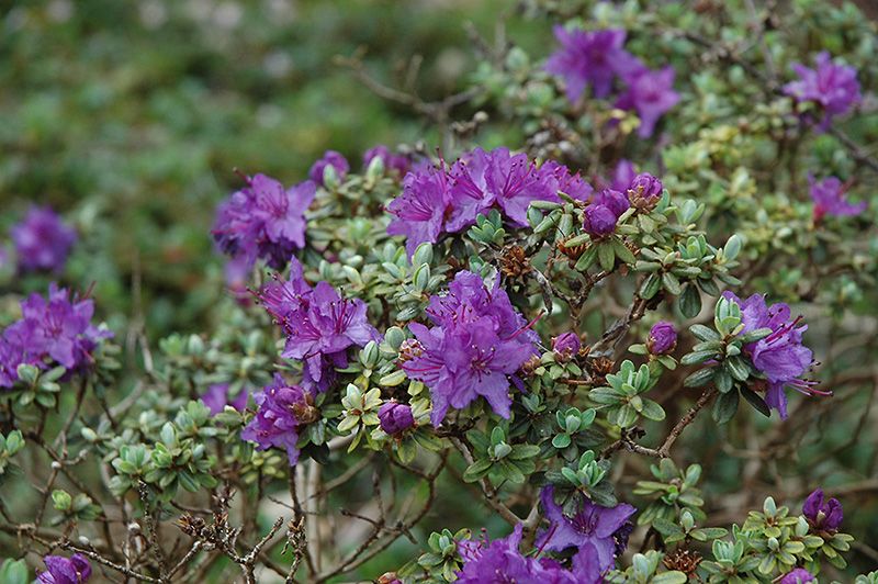 Rhododendron impeditum (Dwarf Purple Rhododendron) 2G