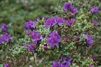 Rhododendron impeditum (Dwarf Purple Rhododendron) 2G