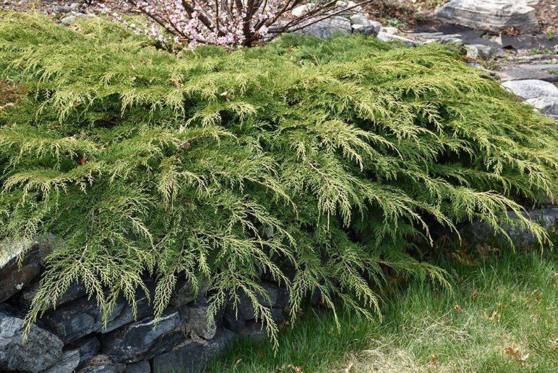 Microbiota decussata 'Celtic Pride' P.W. 2G