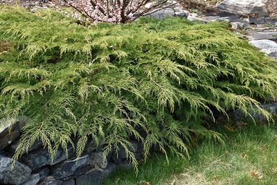 Microbiota decussata 'Celtic Pride' P.W. 2G