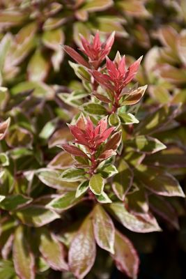 Pieris japonica 'Little Heath' (Variegated) 2G