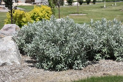 Salix candida 'Iceberg Alley' (Sageleaf Willow) 2G