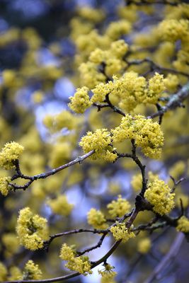 Cornus mas (Cornelian Cherry) 3G