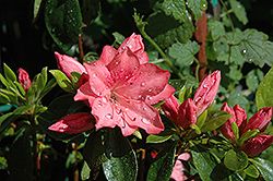 Azalea 'Renee Michelle' (Evergreen) 2G