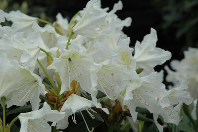 Rhododendron 'Cunningham's White' 3G 30cm