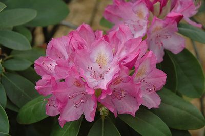 Rhododendron 'English Roseum' 3G