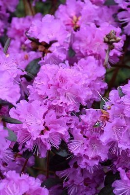 Rhododendron 'PJM Regal' 3G 30cm