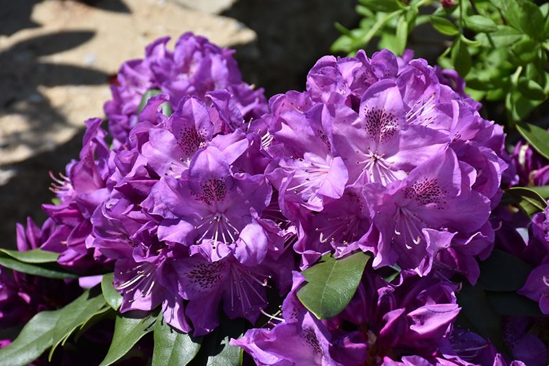 Rhododendron 'Florence Parks' 3G 40cm