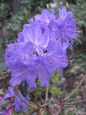 Rhododendron 'Blue Baron' 2G