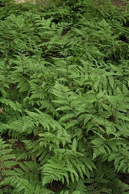 FERN - Athyrium feilix-femina (Lady Fern) 1G