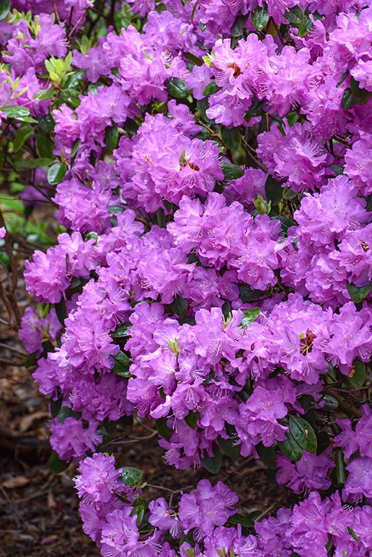 Rhododendron 'PJM Elite' (Lepidote) 5G