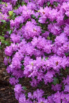 Rhododendron 'PJM Elite' (Lepidote) 5G