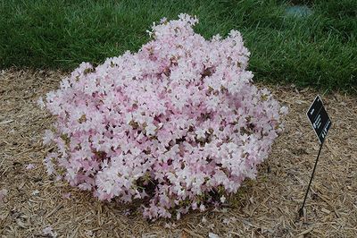 Rhododendron 'Bubblegum' 3G 30cm