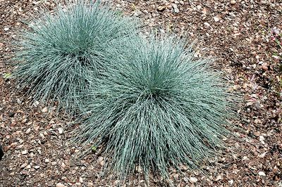 Festuca glauca 'Beyond Blue' (Blue Fescue) 1G