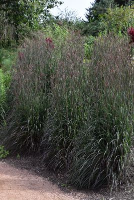Andropogon gerardii 'Holy Smoke' (Big Bluestem) 1G