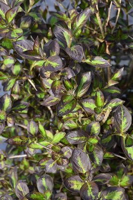 Weigela florida 'Vinho Verde' PW