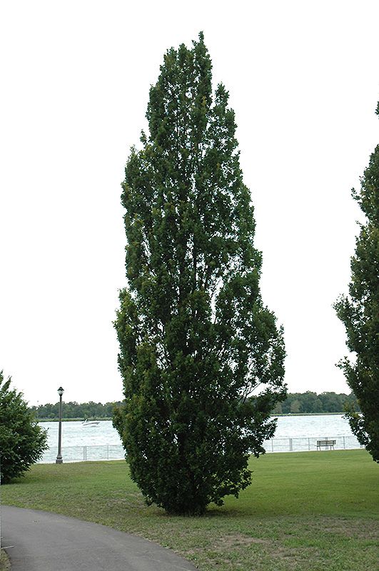 Quercus robur 'Fastigiata' (Columnar Oak) 250cm 15G