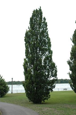 Quercus robur 'Fastigiata' (Columnar Oak) 250cm 15G